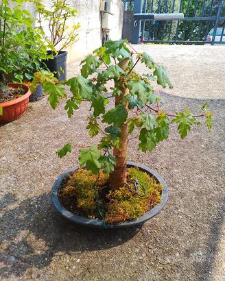 prebonsai acero
