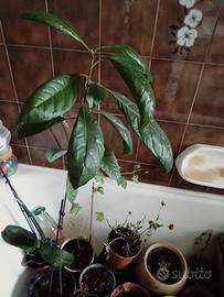 Piante di Avocado