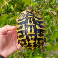 Tartaruga di terra femmina