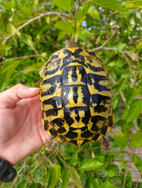 Tartaruga di terra femmina