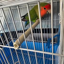 Maschio di inseparabile ancestrale