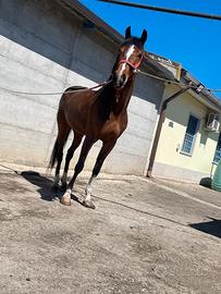 Mini trotter