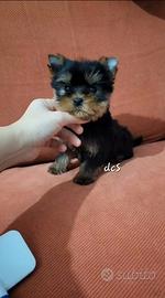 Yorkshire terrier piccino subito disponibile