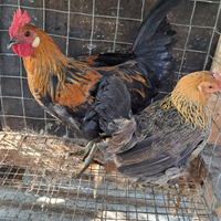 Galline chicchinelle