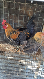 Galline chicchinelle