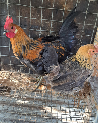 Galline chicchinelle