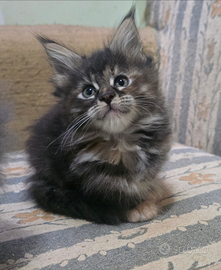 Cuccioli maine coon