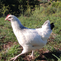 Galline di 6 mesi Roma ARDEATINA