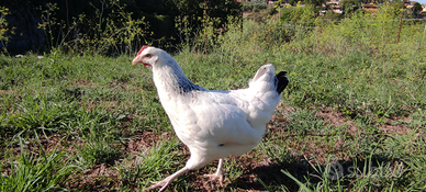 Galline di 6 mesi Roma ARDEATINA