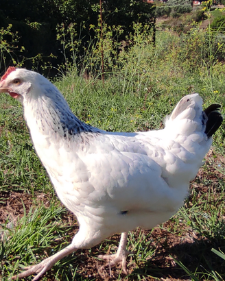 Galline di 6 mesi Roma ARDEATINA