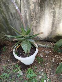 aloe maculata