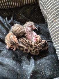 Cucccioli gatti del bengala