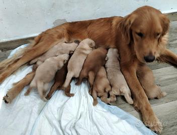 Golden Retriever americani