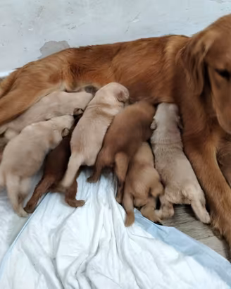 Golden Retriever americani