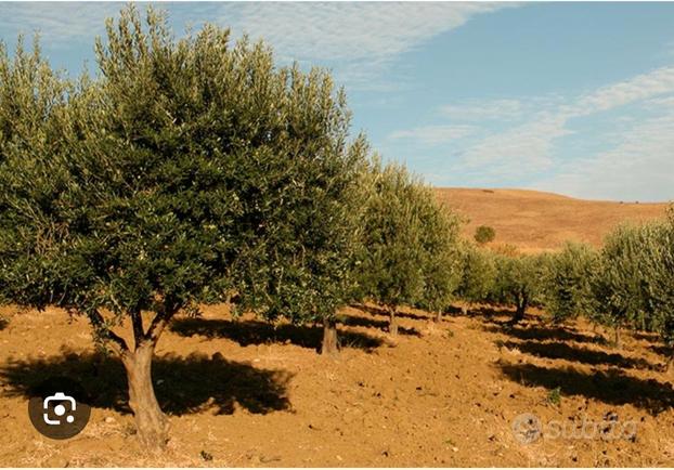 Uliveto 15000mq 130 Piante Recintato più Laghetto