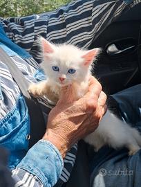 cuccioli Siberiano gattini affettuosi sani 
