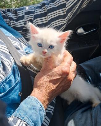cuccioli Siberiano gattini affettuosi sani 