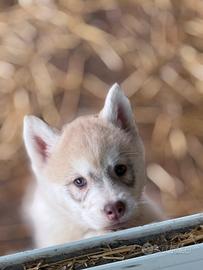 Siberian husky pedigree