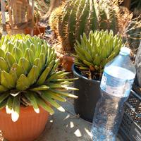 agave regina vittoria 
