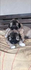 Cuccioli di pastore del Caucaso
