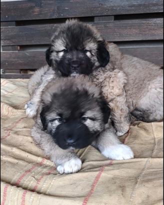 Cuccioli di pastore del Caucaso