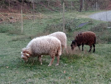 Pecore nane D'ouessant