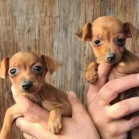 Puncher toy ultima femmina