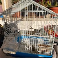 Agapornis roseicollis