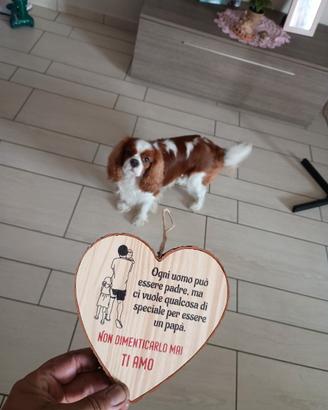 Cavalier king per monta