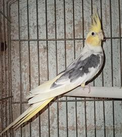 Maschio faccia pastello