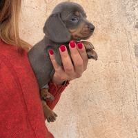 Bassotto Blu Kaninchen