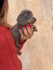 Bassotto Blu Kaninchen