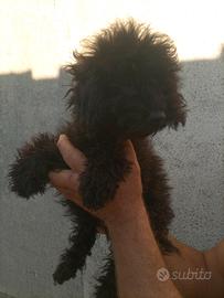 Barboncino nano nero