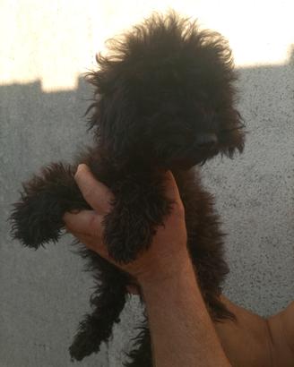 Barboncino nano nero