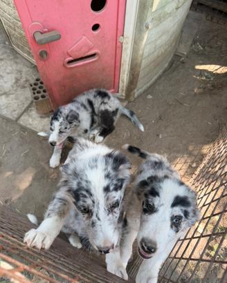 Cucciole di Pastore Australiano (solo femmine)
