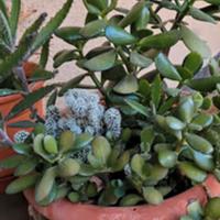 Piante grasse in composizione