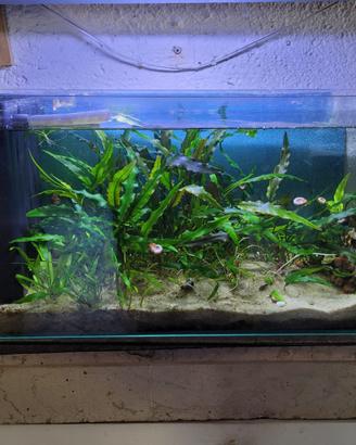 acquario completo cm 60x25x 30 altezza