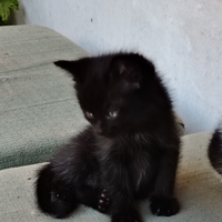 Cucciolo di gatto pelo semi lungo