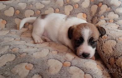 Jack Russell Terrier Broken/Ruvido cuccioli