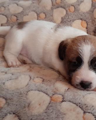Jack Russell Terrier Broken/Ruvido cuccioli