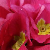 Segretaria di Acquisizione Immobiliare