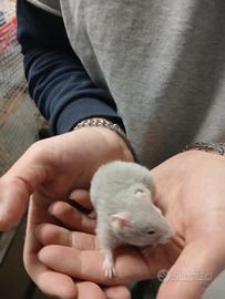 Criceti europei angora