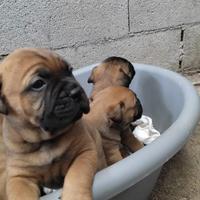 Bullmastiff cuccioli