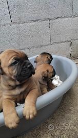 Bullmastiff cuccioli