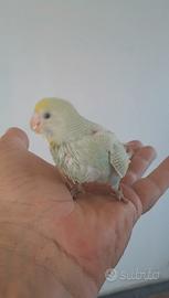 Cocorito allevato a mano
