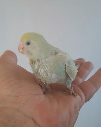 Cocorito allevato a mano