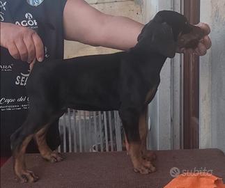 Cuccioli di dobermann