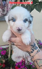 Cuccioli di pastore australiano disponibili
