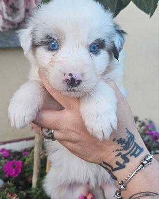 Cuccioli di pastore australiano disponibili
