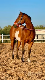 Cavalla dalle mille bontà